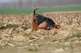 WELSH TERRIER 081